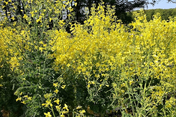 Foto van 6 persoons vakantie huis in Sæby-By Traum - Vakantiehuis in Sæby - Untagged