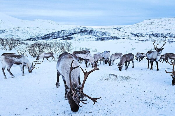 Foto van 6 persoons vakantie huis in Rebbenes - Vakantiehuis in Rebbenes - Untagged