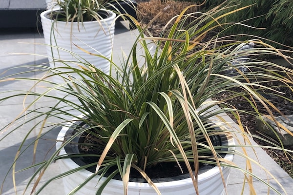 Foto van Villa Lumina Royale met zwembad - Vakantiehuis in Zutendaal - GardenSummer