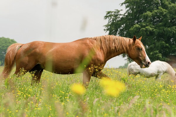 Foto van Appartement in boerderij met eigen tuin, speeltoestellen en panoramisch uitzicht - AreaSummer1KM