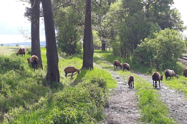 Foto van Huisdiervriendelijk vakantiehuis - Vakantiehuis in Bechyne - AreaSummer20KM