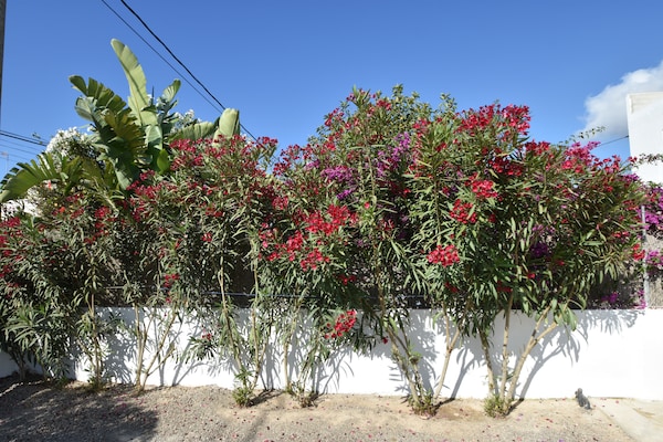 Foto van Gezellig vakantiehuis met privé zwembad - Vakantiehuis in san francesc de s'Estany - GardenSummer