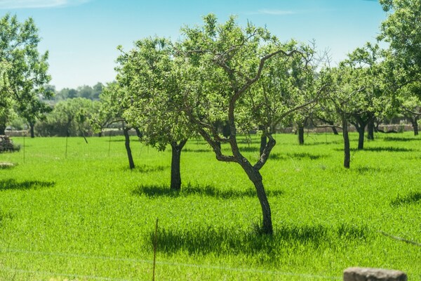 Foto van Villa in Alaró met privé zoutwaterzwembad - Vakantiehuis in AlarÓ, Illes Balears - GardenSummer