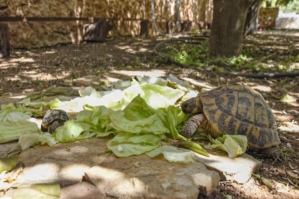 Foto van Finca in Sencelles met zwembad en tuin - Vakantiehuis in Mallorca - Ambiance