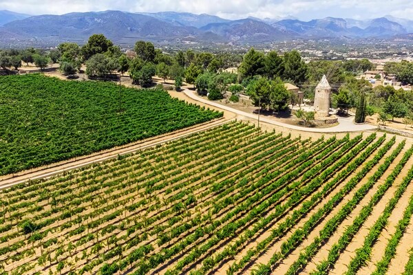 Foto van Villa in Santa María met zoutwaterzwembad - Vakantiehuis in Mallorca - AreaSummer5KM