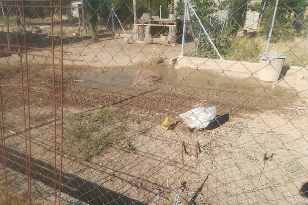 Foto van Vrijstaand landelijk gelegen landhuis de 19e eeuw - Vakantiehuis in Calonge de Segarra - AreaSummer1KM