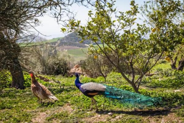 Foto van Vakantiehuis bij El Torcal Park - Vakantiehuis in Antequera - AreaSummer20KM