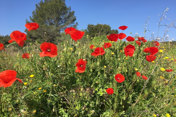 Foto van Rustige villa met zwembad - Vakantiehuis in Lézignan-Corbières - AreaSummer1KM