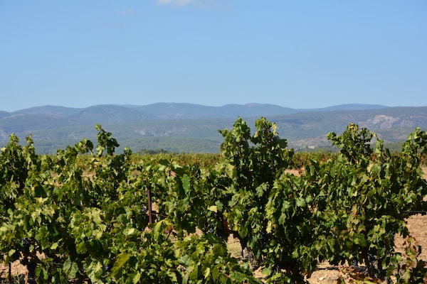 Foto van Rustige villa met zwembad - Vakantiehuis in Lézignan-Corbières - AreaSummer1KM