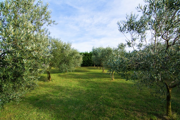 Foto van Wijngaardvilla in Montfrin - Vakantiehuis in Montfrin - AreaSummer1KM