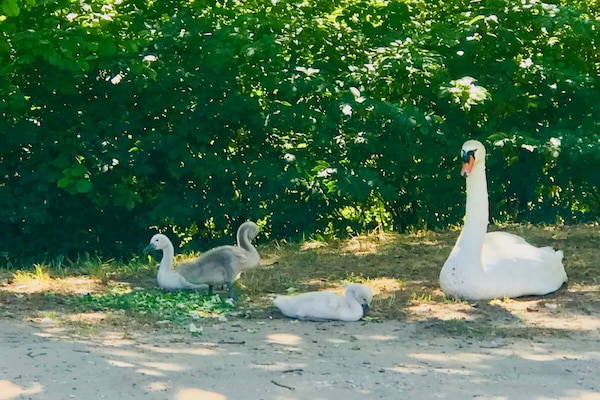Foto van Appartement met verwarmd zwembad in Uzès - Vakantiehuis in Uzès - AreaSummer5KM