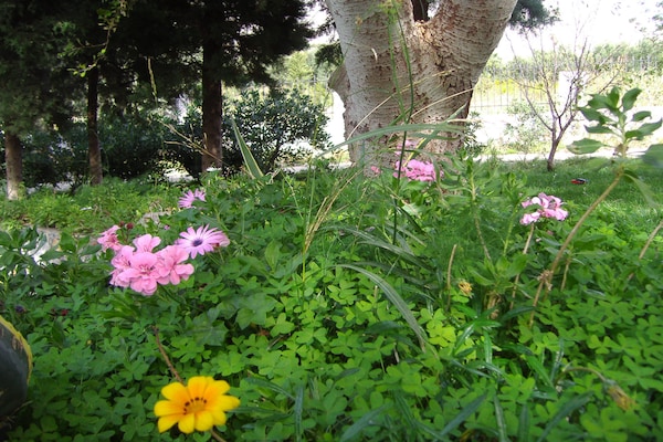Foto van Villa in Lefkogia bij Souda Strand - Vakantiehuis in Lefkogia - GardenSummer
