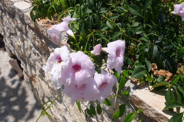 Foto van Villa in Loutra met Zeezicht en Zwembad - Vakantiehuis in Loutra, Rethymno - GardenSummer