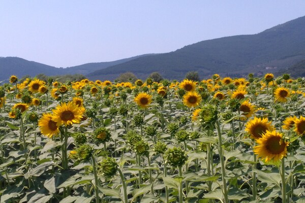 Foto van Villa in Montecarlo met Zwembad en Uitzicht - Vakantiehuis in Montecarlo - Lucca - AreaSummer5KM