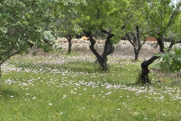Foto van Villa in eeuwenoude olijfgaard - Vakantiehuis in Ostuni - GardenSummer