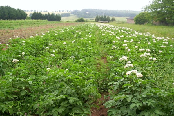 Foto van Villa in Orte met privézwembad - Vakantiehuis in Orte - AreaSummer20KM