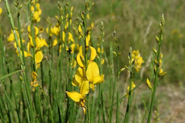 Foto van Ruime ontsnapping op het platteland - Vakantiehuis in Valtopina - Ambiance