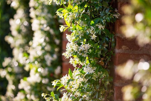 Foto van Landelijke charme nabij Cortona - Vakantiehuis in Cortona - AreaSummer20KM