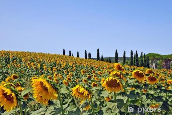 Foto van Villa in Italië met privé tuin - Vakantiehuis in Santa Maria - Lucignano (AR) - AreaSummer20KM