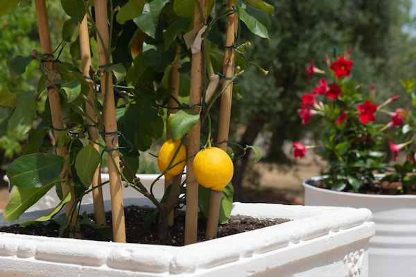 Foto van Landhuis in Puglia met Zwembad en Pizzaoven - Vakantiehuis in Ostuni - Ambiance