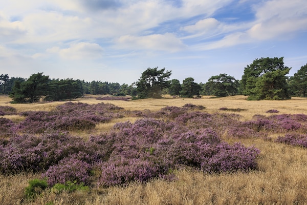 Foto van Villa in Nederland met Privézwembad - Vakantiehuis in Voorthuizen - AreaSummer5KM