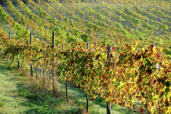 Foto van Gezellig herenhuis in Ponte de Lima met zwembad - Vakantiehuis in Santa Cruz do Lima, Ponte de Lima - AreaSummer1KM